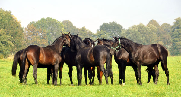 Die Trakehner Jhrlingshengste im Gestt Hmelschenburg - Foto: Beate Langels - Trakehner Gestt Hmelschenburg