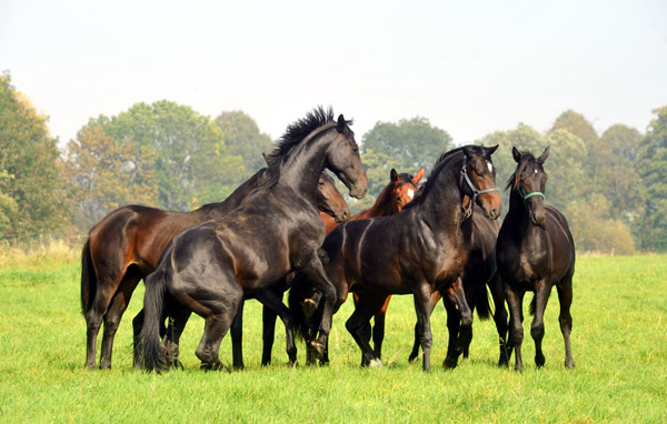 Trakehner Jhrlingshengste - Foto: Beate Langels - Trakehner Gestt Hmelschenburg