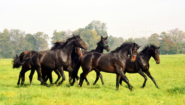 Trakehner Jhrlings- und zweijhrige Hengste in Hmelschenburg - Foto: Beate Langels - Trakehner Gestt Hmelschenburg