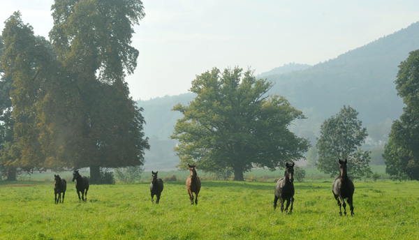 Hengstnachwuchs im Gestt Hmelschenburg - Foto: Beate Langels - Trakehner Gestt Hmelschenburg