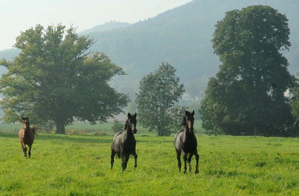 Hengstnachwuchs im Gestt Hmelschenburg - Foto: Beate Langels - Trakehner Gestt Hmelschenburg