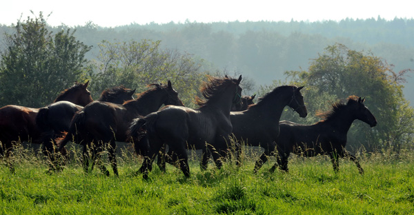 Hengstnachwuchs im Gestt Hmelschenburg - Foto: Beate Langels - Trakehner Gestt Hmelschenburg