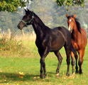 Gestt Hmelschenburg -  Foto: Beate Langels Gestt Hmelschenburg