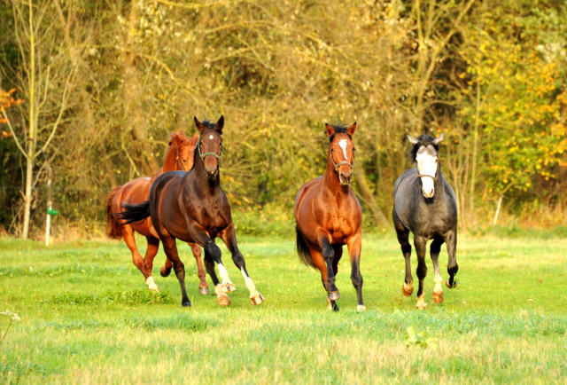 Hmelschenburg im Oktober 2013, Foto: Beate Langels, Trakehner Gestt Hmelschenburg - Beate Langels