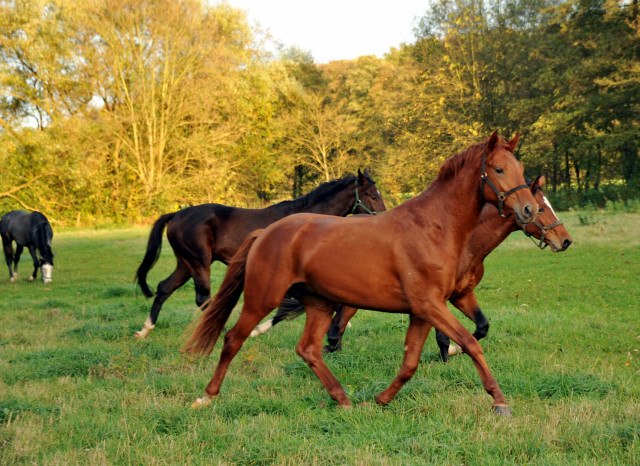 Unsere Zweijhrigen - Hmelschenburg im Oktober 2013, Foto: Beate Langels, Trakehner Gestt Hmelschenburg - Beate Langels