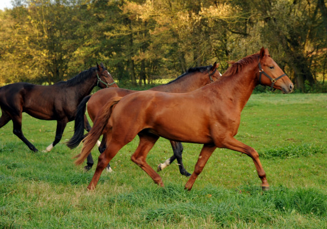 Unsere Zweijhrigen - Hmelschenburg im Oktober 2013, Foto: Beate Langels, Trakehner Gestt Hmelschenburg - Beate Langels