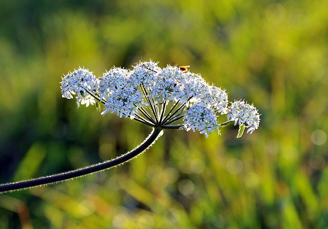 Hmelschenburg im Oktober 2013, Foto: Beate Langels, Trakehner Gestt Hmelschenburg - Beate Langels