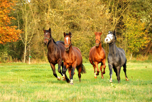 Unsere Zweijhrigen - Hmelschenburg im Oktober 2013, Foto: Beate Langels, Trakehner Gestt Hmelschenburg - Beate Langels
