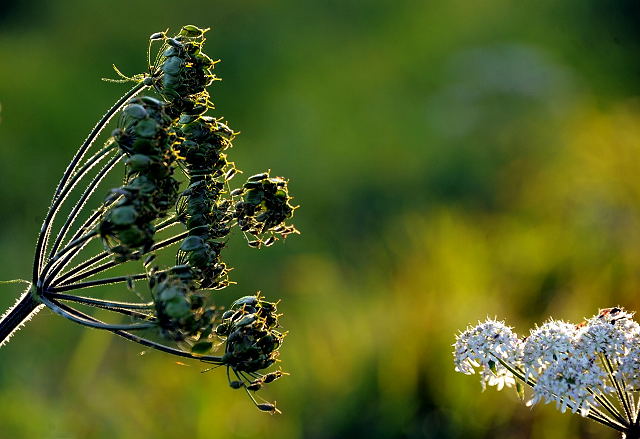 Hmelschenburg im Oktober 2013, Foto: Beate Langels, Trakehner Gestt Hmelschenburg - Beate Langels