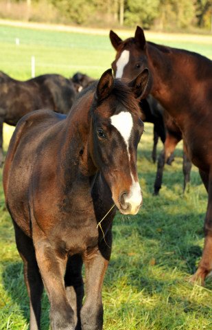 Tacyra von Saint Cyr u.d. Pr.u.StPrSt. Tavolara - Hmelschenburg im Oktober 2013, Foto: Beate Langels, Trakehner Gestt Hmelschenburg - Beate Langels