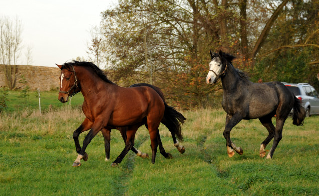 Unsere Zweijhrigen - Hmelschenburg im Oktober 2013, Foto: Beate Langels, Trakehner Gestt Hmelschenburg - Beate Langels