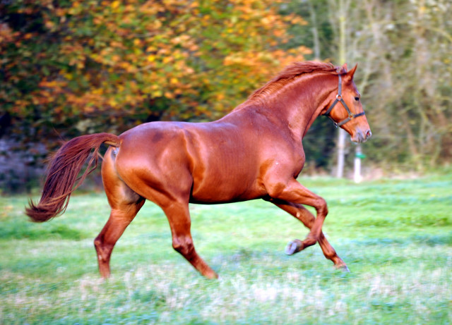 Tudor von Iskander - Hmelschenburg im Oktober 2013, Foto: Beate Langels, Trakehner Gestt Hmelschenburg - Beate Langels