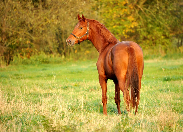 Tudor von Iskander - Hmelschenburg im Oktober 2013, Foto: Beate Langels, Trakehner Gestt Hmelschenburg - Beate Langels