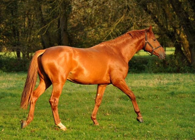 Tudor von Iskander - Hmelschenburg im Oktober 2013, Foto: Beate Langels, Trakehner Gestt Hmelschenburg - Beate Langels