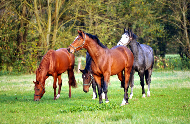 Unsere Zweijhrigen - Unsere Zweijhrigen - Hmelschenburg im Oktober 2013, Foto: Beate Langels, Trakehner Gestt Hmelschenburg - Beate Langels