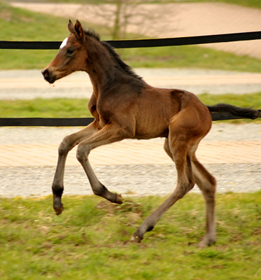 Trakehner Filly by High Motion out of Elitemare Vicenza by Showmaster - Foto Beate Langels - Gestt Schplitz