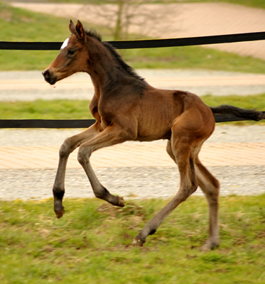 Stutfohlen von High Motion u.d. Pr.u.StPrSt. Schwalbenmagie v. Exclusiv - Foto Beate Langels - Gestt Schplitz