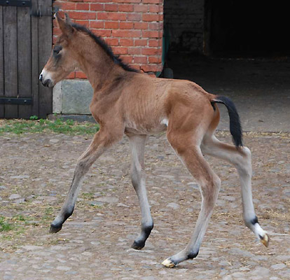 1 Tag alt: Trakehner Hengstfohlen von Summertime u.d. PS Glorilou v. Shavalou, Gestt Schplitz