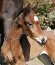 Hengstfohlen von Freudenfest u.d. Nakada v. Tambour
