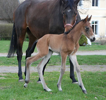 1 Tag alt: Hengstfohlen von Summertime u.d. PSt. Glorilou v. Shavalou u.d. Elitestute Gloriette v. Kostolany, Foto: Sabine Langels