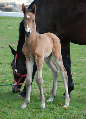 1 Tag alt: Hengstfohlen von Summertime u.d. PSt. Glorilou v. Shavalou u.d. Elitestute Gloriette v. Kostolany, Foto: Sabine Langels