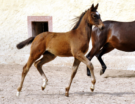 Stutfohlen von Kostolany u.d. Pr.A. Kaiserspiel v. Exclusiv - Foto: Beate Langels - Trakehner Gestt Hmelschenburg