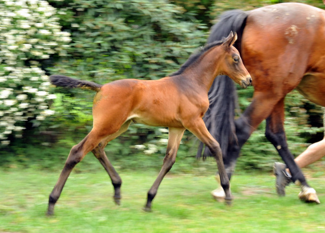 Stutfohlen  von Summertime u.d. Laura - copyright Beate Langels, Trakehner 
Gestt Hmelschenburg