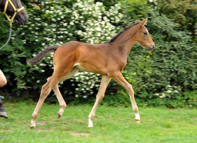 Trakehner Stutfohlen von Herbstknig u.d. Sacre Elysee v. Exclusiv - copyright Beate Langels, Trakehner 
Gestt Hmelschenburg