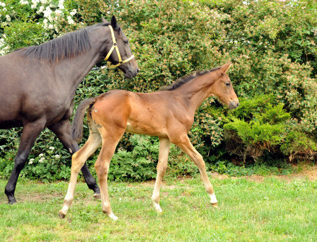 Trakehner Stutfohlen von Herbstknig u.d. Sacre Elysee v. Exclusiv - copyright Beate Langels, Trakehner 
Gestt Hmelschenburg