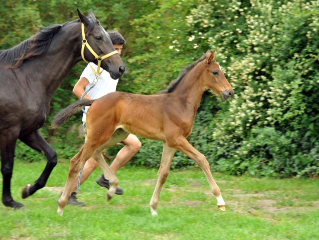 Trakehner Stutfohlen von Herbstknig u.d. Sacre Elysee v. Exclusiv - copyright Beate Langels, Trakehner 
Gestt Hmelschenburg