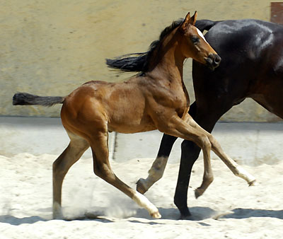 Trakehner Hengstfohlen von Ibisco xx u.d. Thirica v. Enrico Caruso - knapp 4 Wochen alt