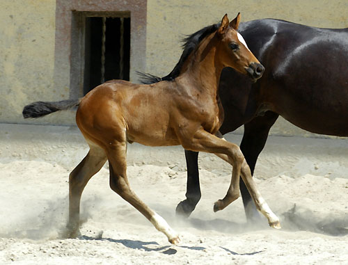 Trakehner Hengstfohlen von Ibisco xx u.d. Thirica v. Enrico Caruso