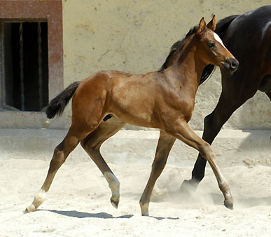 Trakehner Hengstfohlen von Ibisco xx u.d. Thirica v. Enrico Caruso