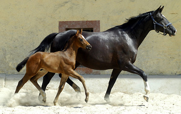 Trakehner Hengstfohlen von Ibisco xx u.d. Thirica v. Enrico Caruso