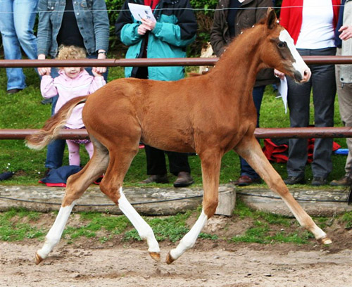 Trakehner Stutfohlen von Freudenfest u.d. Kornblume v. Summertime - Foto: Sigrun Wiecha