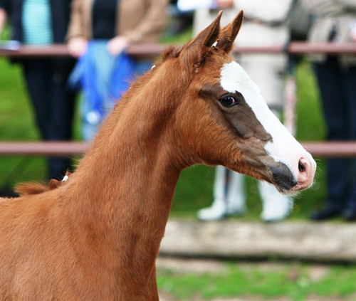Trakehner Stutfohlen von Freudenfest u.d. Kornblume v. Summertime - Foto: Sigrun Wiecha