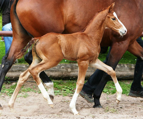 Trakehner Hengstfohlen von Freudenfest u.d. Rondesvous v. Kostolany, Foto: Sigrun Wiecha