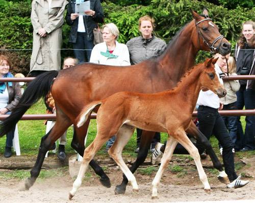 Stutfohlen von Kostolany u.d. Erina v. Caprimond - Falke, Foto: Sigrun Wiecha