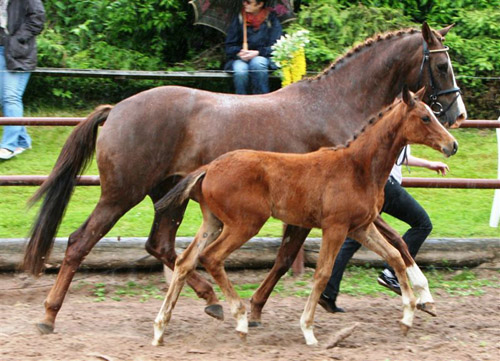 Trakehner Hengstfohlen v. Summertime u.d. Klassic v. Freudenfest u.d. Kassuben v. Enrico Caruso, Zchter: Trakehner Gestt Hmelschenburg, Foto: Sigrun Wiecha