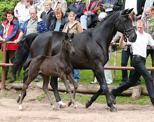 Trakehner Stutfohlen von Exclusiv u.d. Herzsopran v. Hohenstein - Radom, Zchterin: Julia Krhe, Foto: Sigrun Wiecha