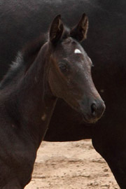 Stutfohlen von Exclusiv u.d. Herzsopran v. Hohenstein