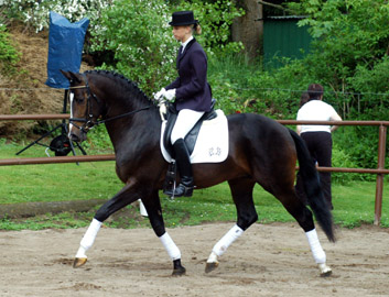 Saint Cyr von Kostolany - geritten von Christina
