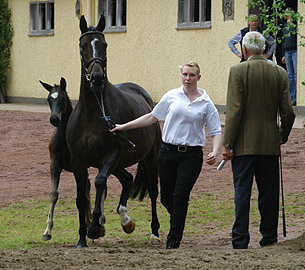 Schwalbenfeder v. Summertime - mit Stutfohlen von Kostolany
