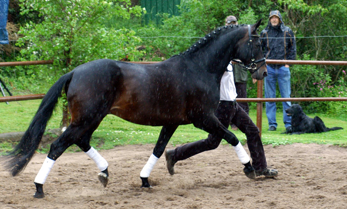 Summertime v. Michelangelo - Arogno