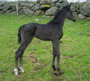 Trakehner Stutfohlen von Kostolany - Lehndorff's, Foto: Kemna