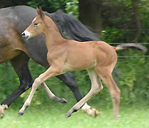 Hengstfohlen von Freudenfest u.d. Amarelia v. Lauries Crusador xx