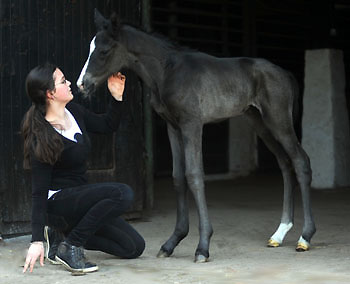 Trakehner Colt by Symont out of Premium- and Statepremiummare Tavolara by Exclusiv - Gestt Hmelschenburg, Beate Langels