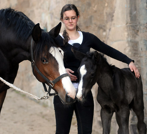 Trakehner Colt by Symont out of Premium- and Statepremiummare Tavolara by Exclusiv - Gestt Hmelschenburg, Beate Langels