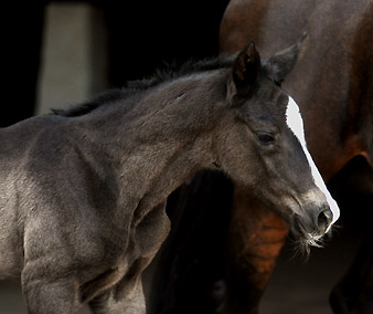 Trakehner Colt by Symont out of Premium- and Statepremiummare Tavolara by Exclusiv - Gestt Hmelschenburg, Beate Langels