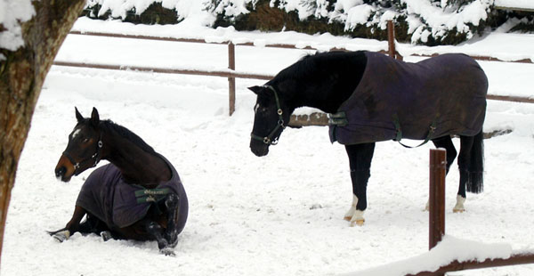 Kostolany und Schwalbenpower - im Trakehner Gestt Hmelschenburg, Foto: Beate Langels